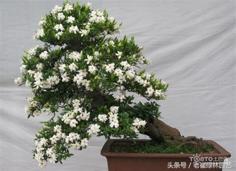 梔子花盆栽|盆栽梔子花怎麼養？只要七步輕鬆搞定